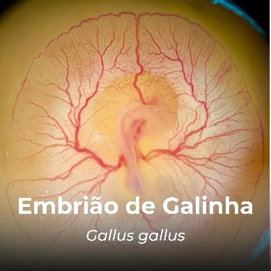 Embrião de Galinha